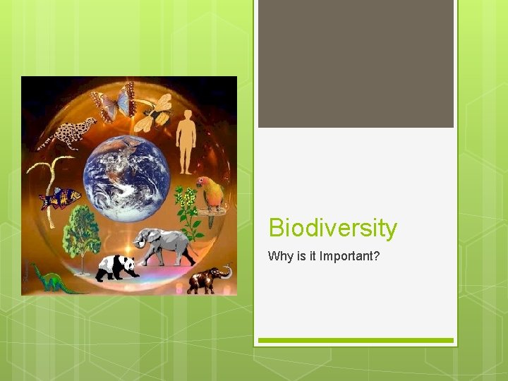 Biodiversity Why is it Important? 