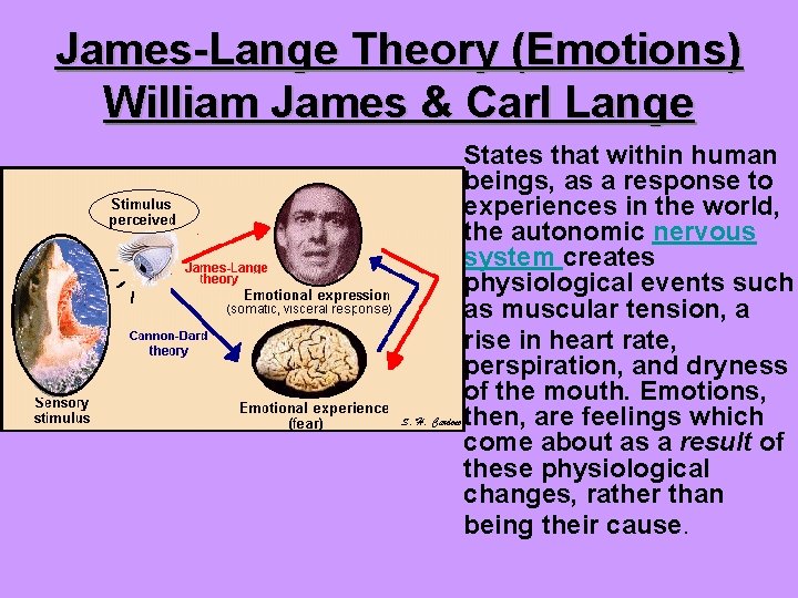 James-Lange Theory (Emotions) William James & Carl Lange States that within human beings, as