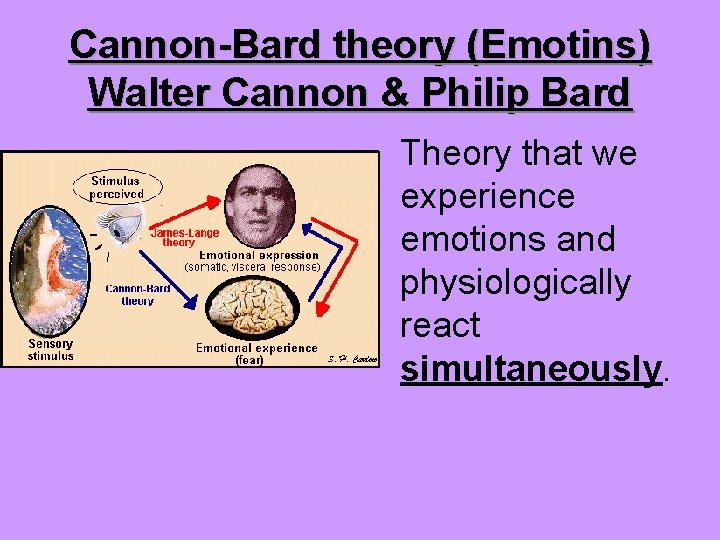 Cannon-Bard theory (Emotins) Walter Cannon & Philip Bard Theory that we experience emotions and