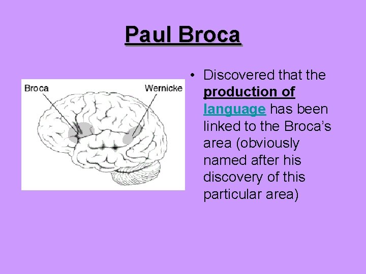 Paul Broca • Discovered that the production of language has been linked to the
