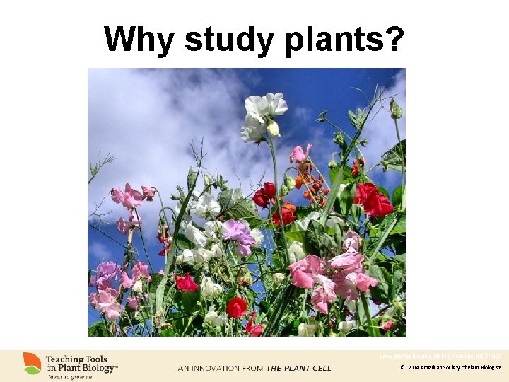 Why study plants? www. plantcell. org/cgi/doi/10. 1105/tpc. 109. tt 1009 © 2014 American Society