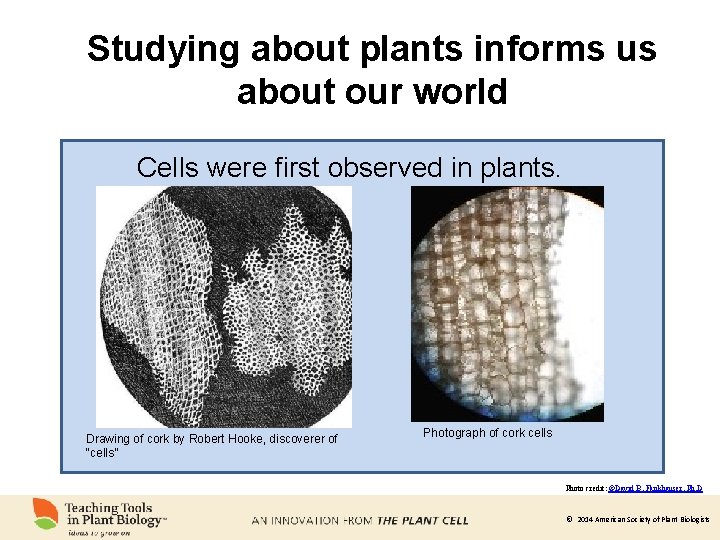 Studying about plants informs us about our world Cells were first observed in plants.