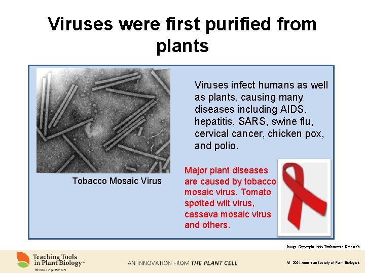 Viruses were first purified from plants Viruses infect humans as well as plants, causing