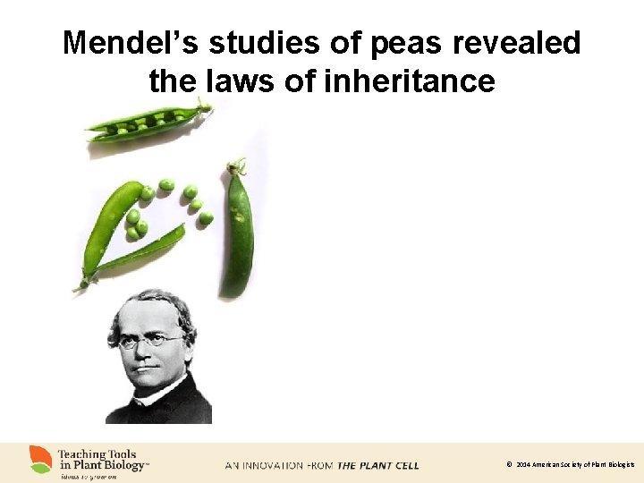 Mendel’s studies of peas revealed the laws of inheritance © 2014 American Society of