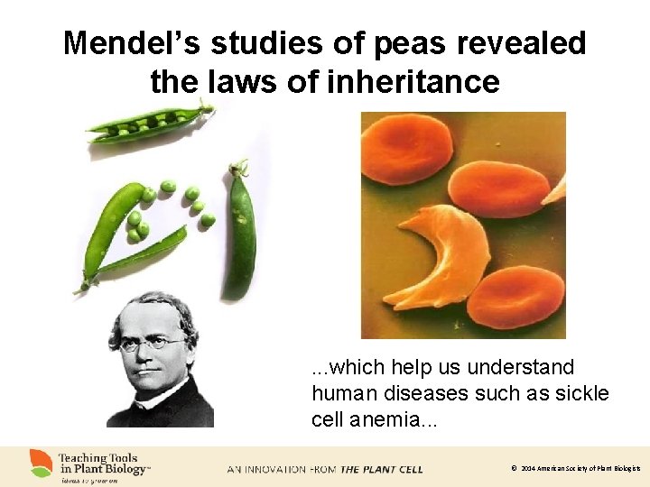 Mendel’s studies of peas revealed the laws of inheritance . . . which help