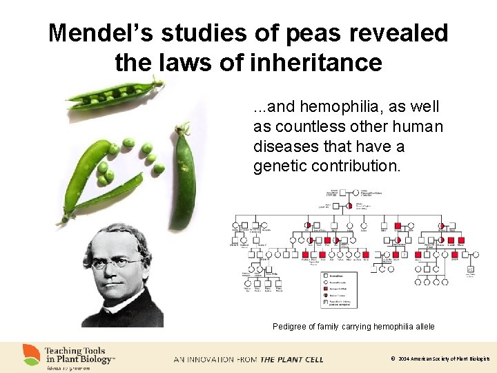Mendel’s studies of peas revealed the laws of inheritance. . . and hemophilia, as