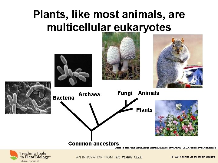 Plants, like most animals, are multicellular eukaryotes Bacteria Archaea Fungi Animals Plants Common ancestors