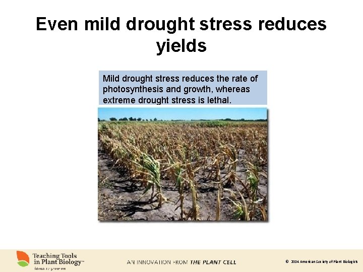 Even mild drought stress reduces yields Mild drought stress reduces the rate of photosynthesis