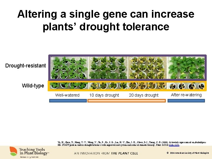 Altering a single gene can increase plants’ drought tolerance Drought-resistant Wild-type Well-watered 10 days