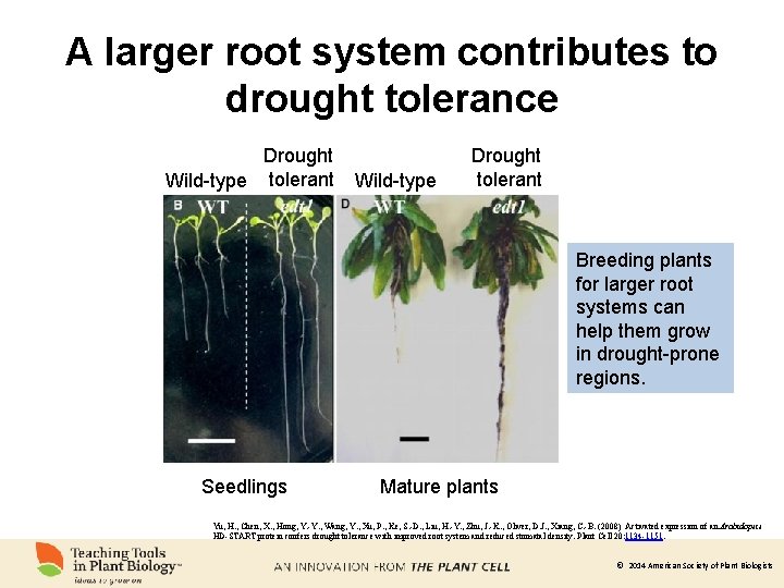 A larger root system contributes to drought tolerance Drought Wild-type tolerant Wild-type Drought tolerant