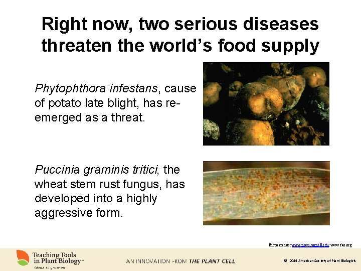 Right now, two serious diseases threaten the world’s food supply Phytophthora infestans, cause of