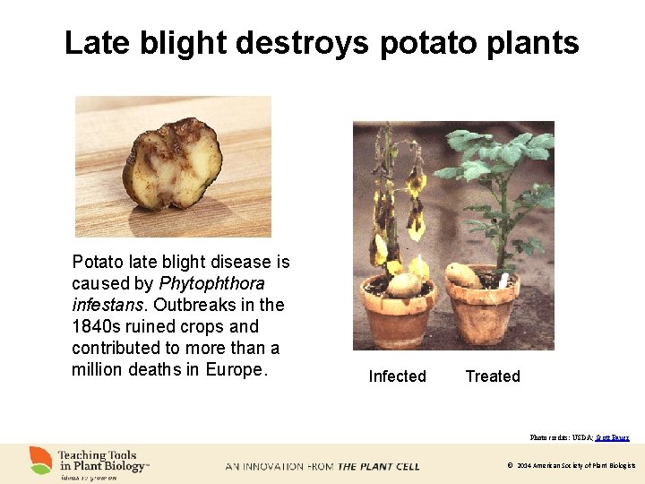 Late blight destroys potato plants Potato late blight disease is caused by Phytophthora infestans.