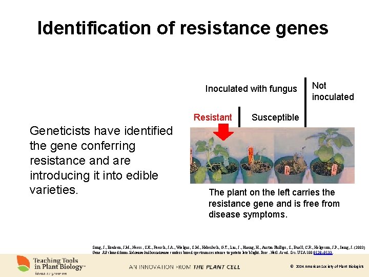 Identification of resistance genes Inoculated with fungus Resistant Geneticists have identified the gene conferring