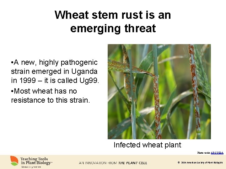 Wheat stem rust is an emerging threat • A new, highly pathogenic strain emerged