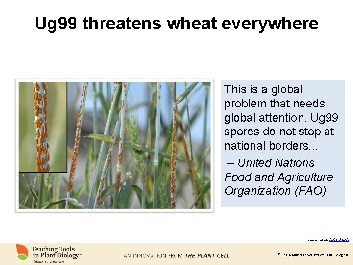 Ug 99 threatens wheat everywhere This is a global problem that needs global attention.