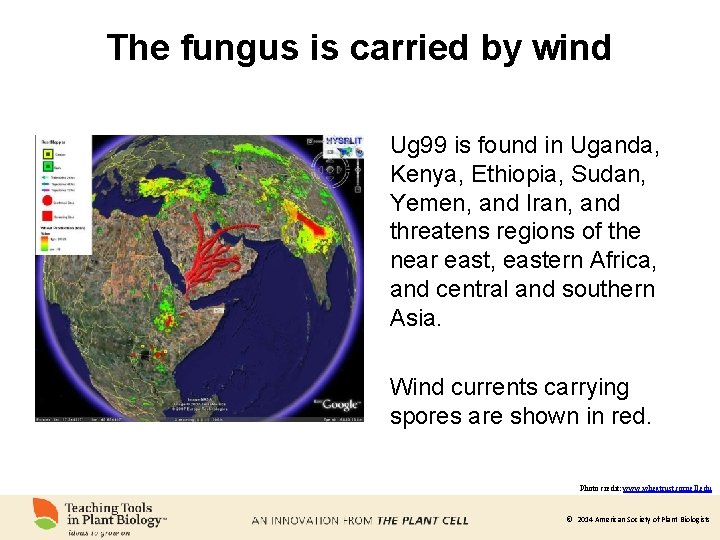 The fungus is carried by wind Ug 99 is found in Uganda, Kenya, Ethiopia,