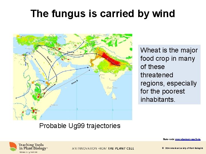 The fungus is carried by wind Wheat is the major food crop in many