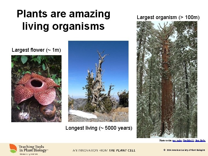 Plants are amazing living organisms Largest organism (> 100 m) Largest flower (~ 1