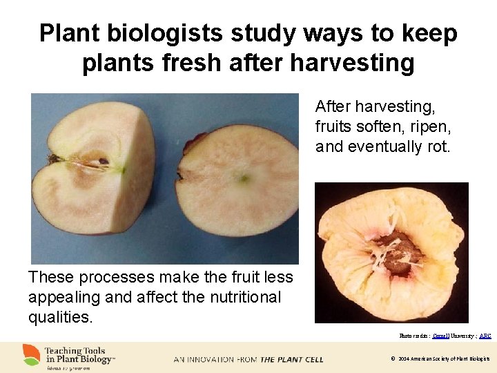 Plant biologists study ways to keep plants fresh after harvesting After harvesting, fruits soften,