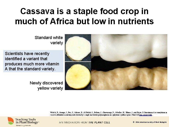 Cassava is a staple food crop in much of Africa but low in nutrients