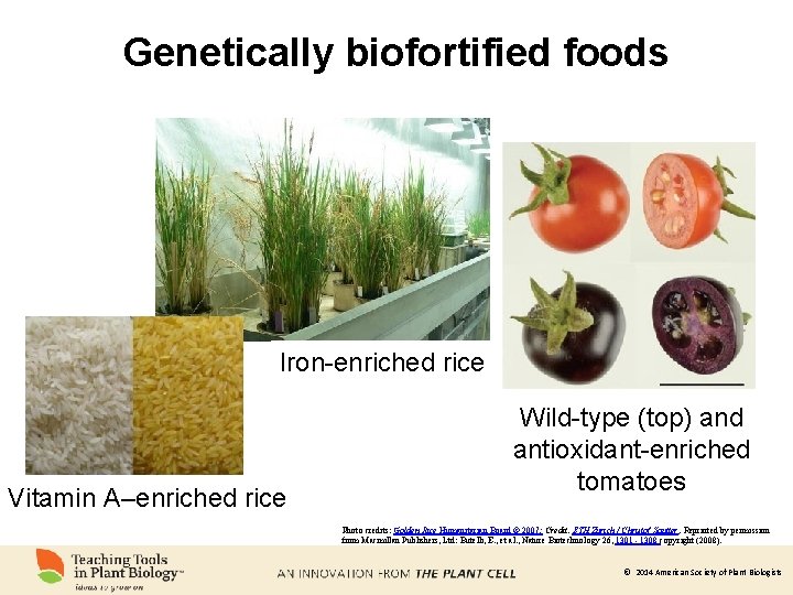Genetically biofortified foods Iron-enriched rice Vitamin A–enriched rice Wild-type (top) and antioxidant-enriched tomatoes Photo