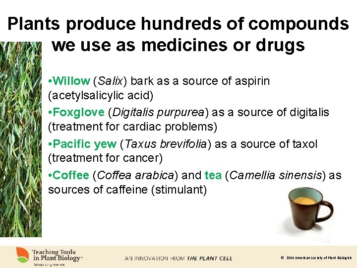 Plants produce hundreds of compounds we use as medicines or drugs • Willow (Salix)