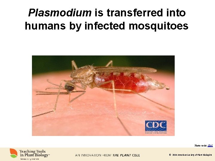 Plasmodium is transferred into humans by infected mosquitoes Photo credit: CDC © 2014 American