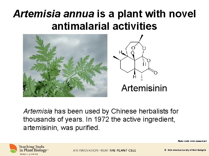 Artemisia annua is a plant with novel antimalarial activities Artemisinin Artemisia has been used