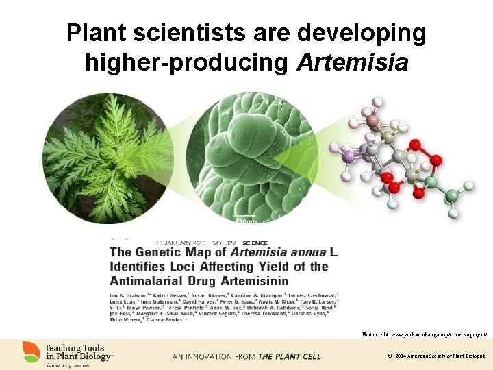 Plant scientists are developing higher-producing Artemisia Photo credit: www. york. ac. uk/org/cnap/artemisiaproject/ © 2014