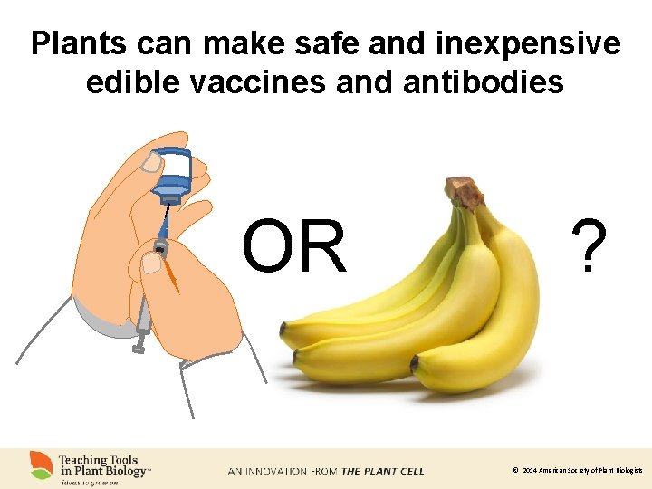 Plants can make safe and inexpensive edible vaccines and antibodies OR ? © 2014