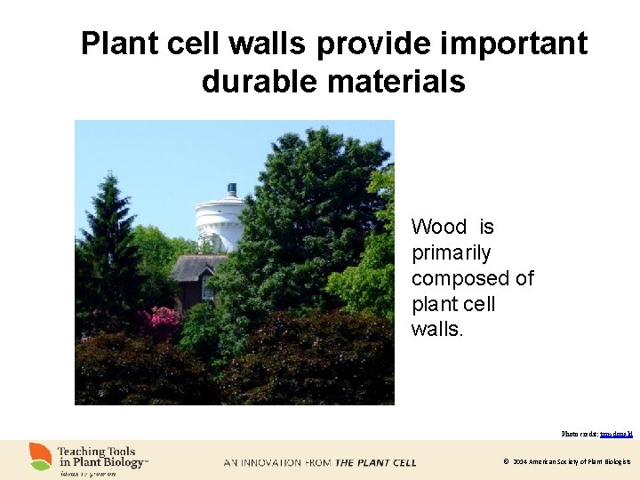 Plant cell walls provide important durable materials Wood is primarily composed of plant cell