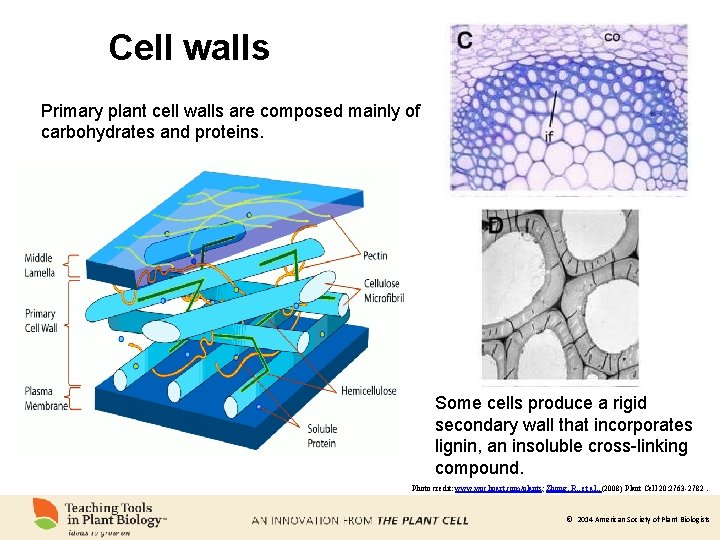 Cell walls Primary plant cell walls are composed mainly of carbohydrates and proteins. Some