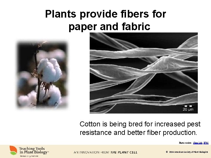 Plants provide fibers for paper and fabric Cotton is being bred for increased pest