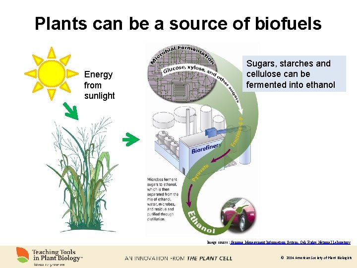 Plants can be a source of biofuels Energy from sunlight Sugars, starches and cellulose