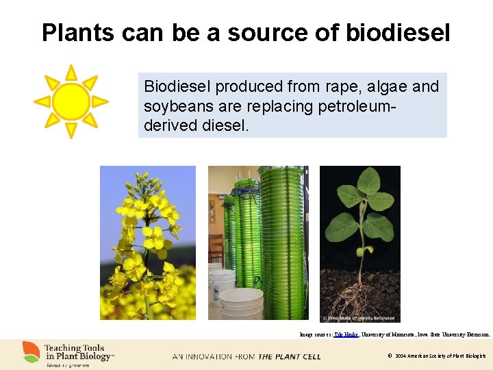 Plants can be a source of biodiesel Biodiesel produced from rape, algae and soybeans