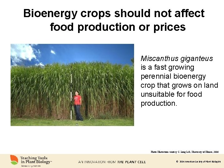 Bioenergy crops should not affect food production or prices Miscanthus giganteus is a fast