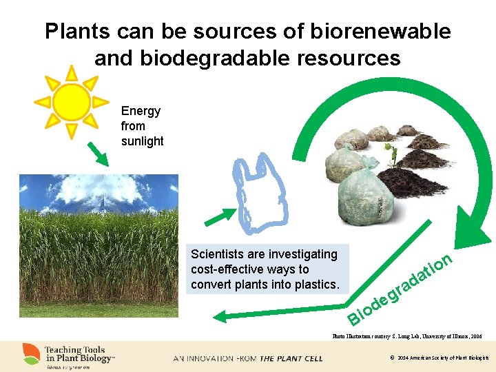 Plants can be sources of biorenewable and biodegradable resources Energy from sunlight Scientists are