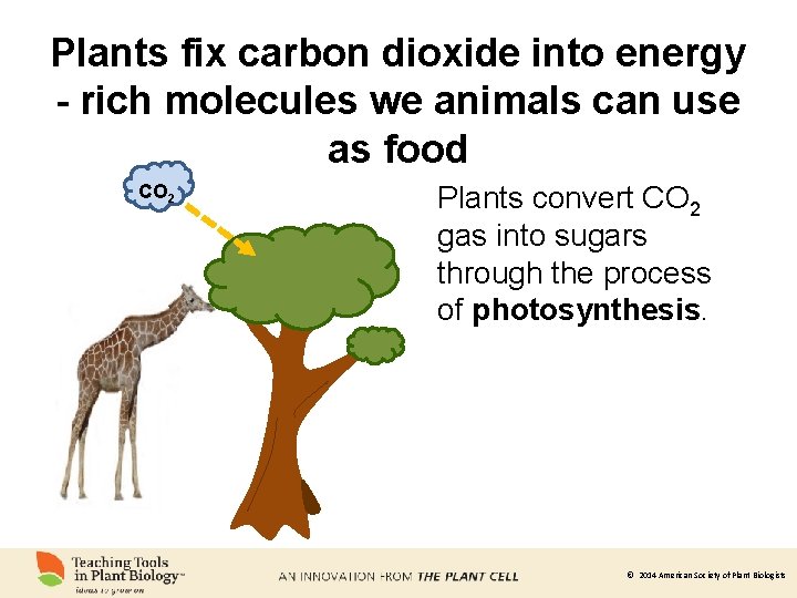 Plants fix carbon dioxide into energy - rich molecules we animals can use as