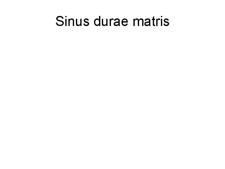 Sinus durae matris 