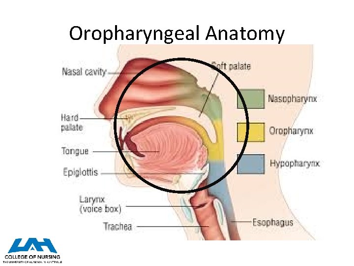 Oropharyngeal Anatomy 