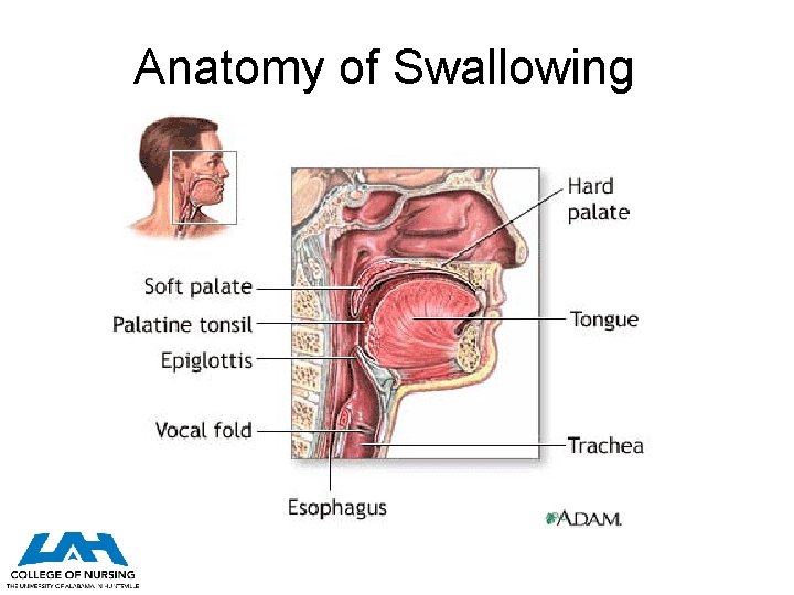 Anatomy of Swallowing 