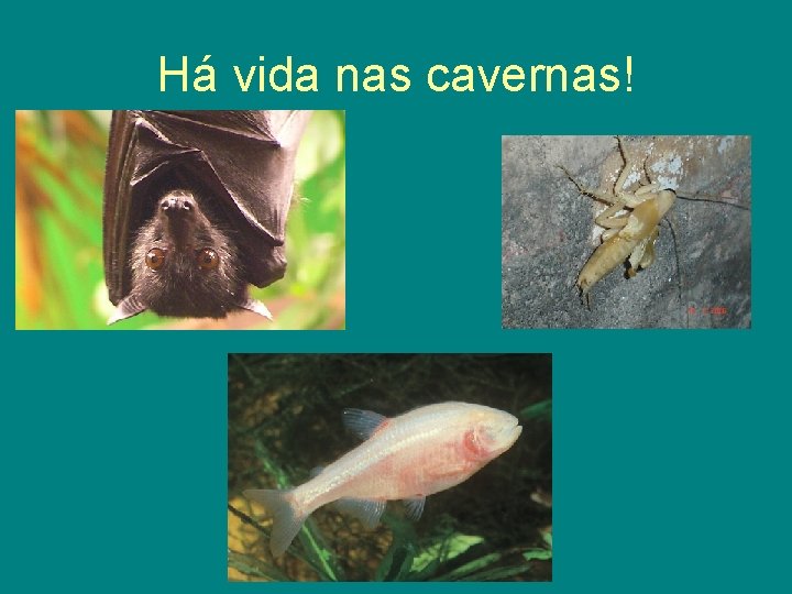 Há vida nas cavernas! 