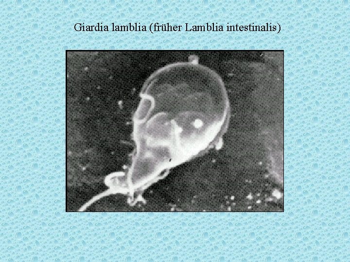 Giardia lamblia (früher Lamblia intestinalis) 