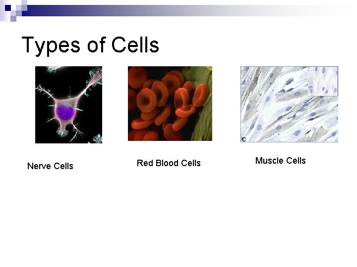 Types of Cells Nerve Cells Red Blood Cells Muscle Cells 