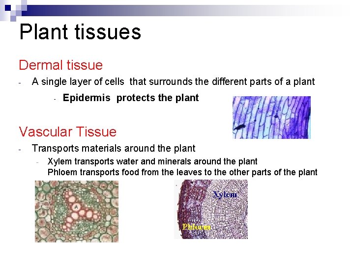 Plant tissues Dermal tissue - A single layer of cells that surrounds the different