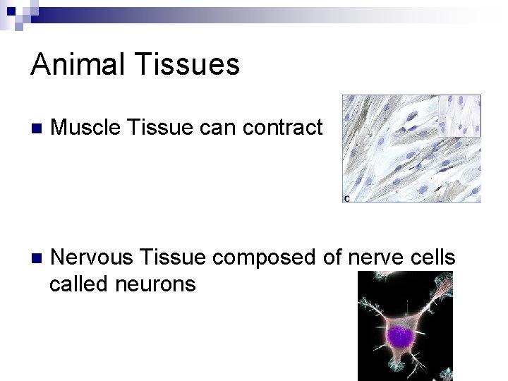 Animal Tissues n Muscle Tissue can contract n Nervous Tissue composed of nerve cells