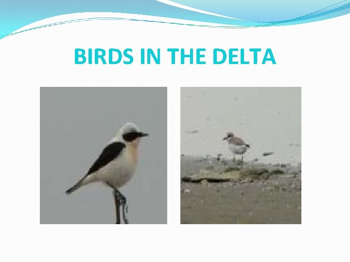 BIRDS IN THE DELTA BIRDS IN THE DELTA