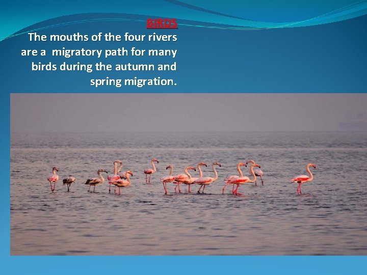 BIRDS The mouths of the four rivers are a migratory path for many birds BIRDS The mouths of the four rivers are a migratory path for many birds