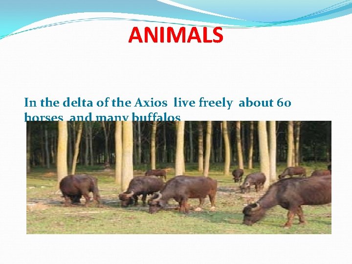 ANIMALS In the delta of the Axios live freely about 60 horses and many ANIMALS In the delta of the Axios live freely about 60 horses and many