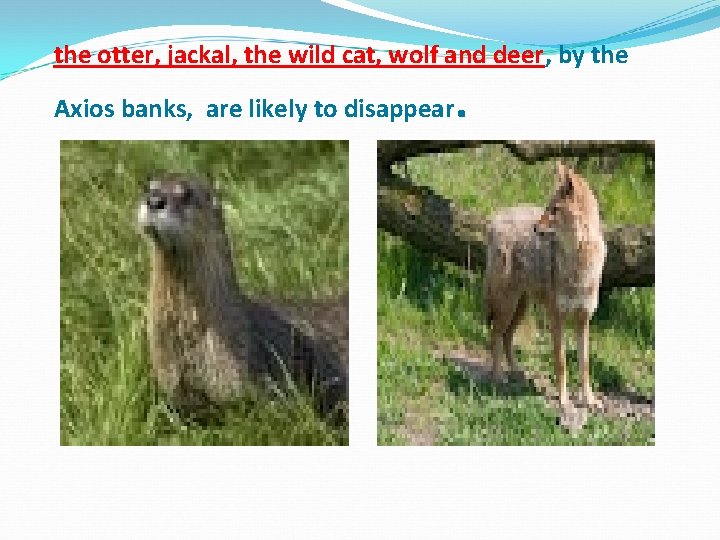 the otter, jackal, the wild cat, wolf and deer, by the Axios banks, are the otter, jackal, the wild cat, wolf and deer, by the Axios banks, are